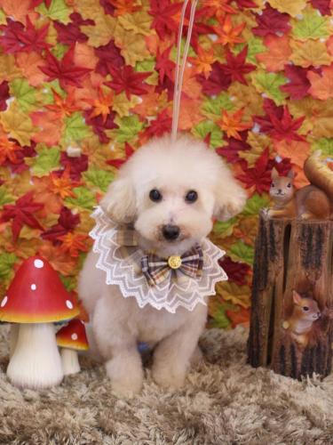 20241122こじろうくん